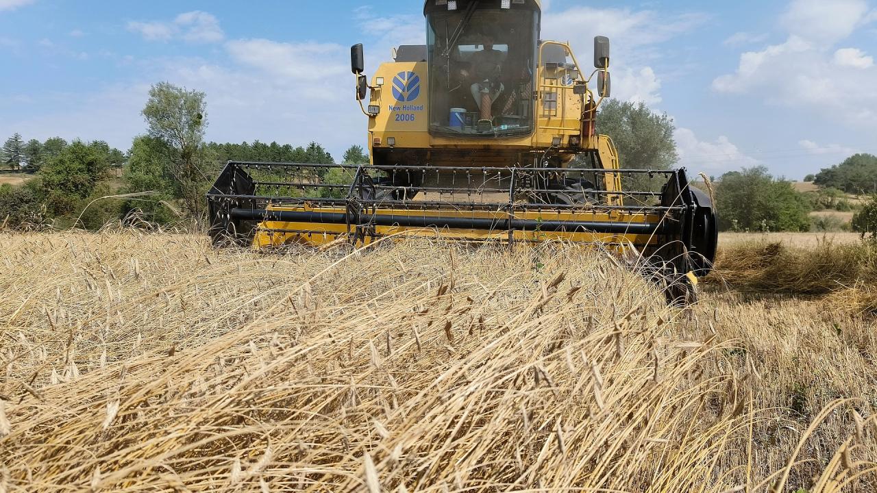 Kastamonu’da siyez buğdayının hasadı başladı