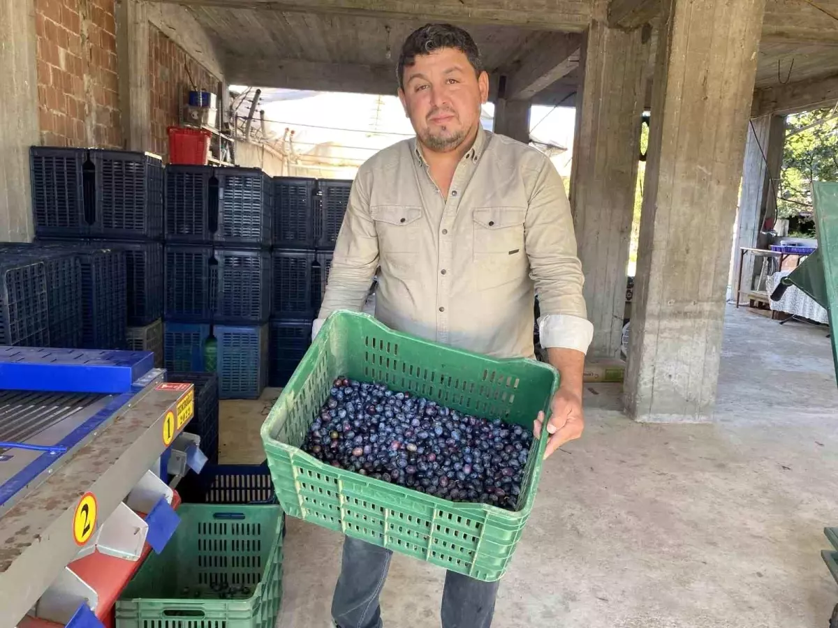 manisada 2025 zeytin hasadi basladi kalite ve fiyatlar ureticiyi sevindiriyor W8qrdwpK.jpg