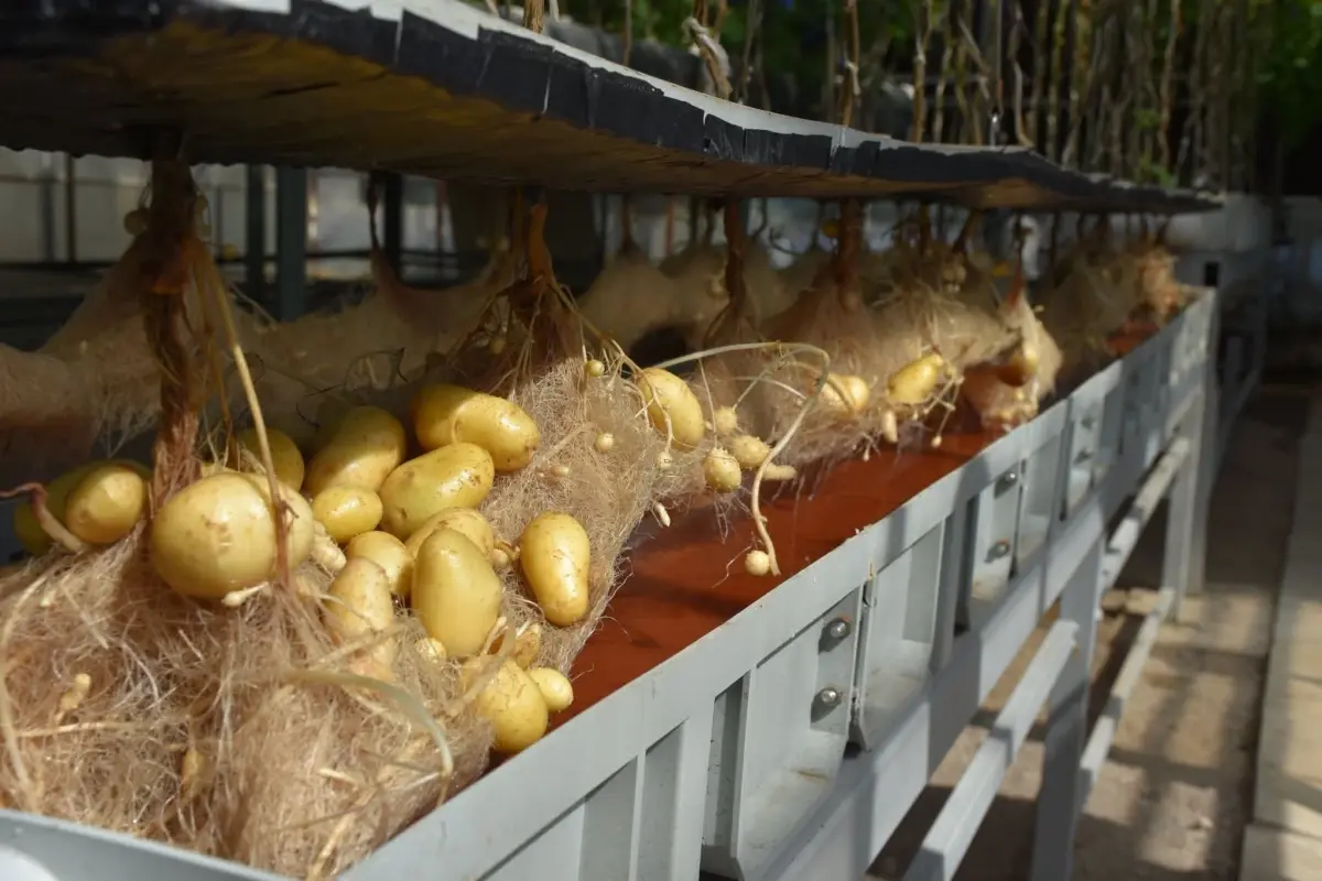 nigde patates arastirma enstitusunden yerli patates uretiminde basari aVgkps6k.jpg