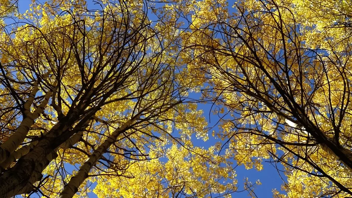 sonbahar renkleri sarikamista M4yFUGhF