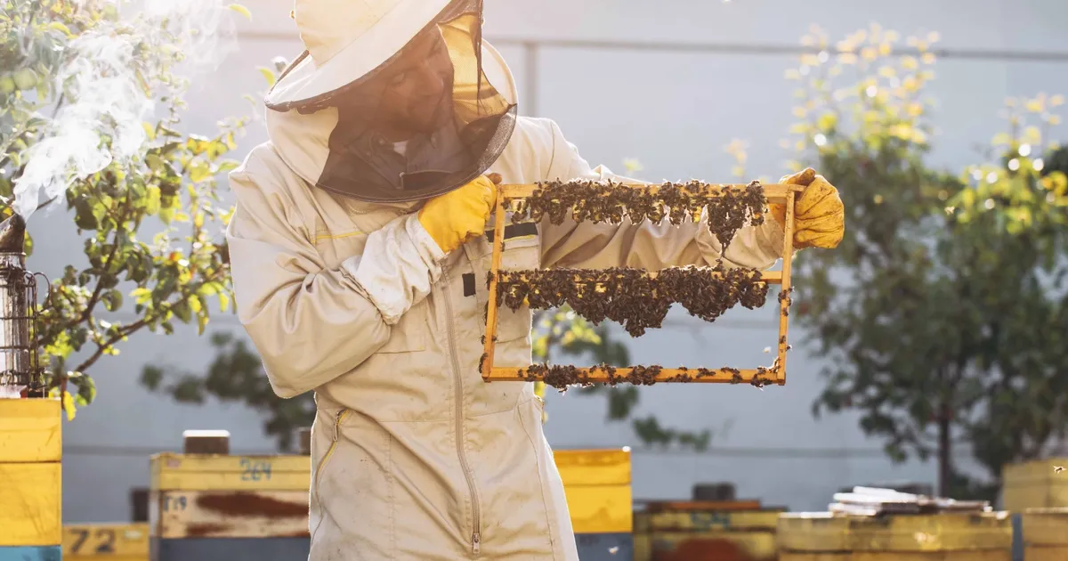 kralice ariyi uzun yasatan ari sutu insanlar icin de saglik kalkani ktH6TC4H.webp