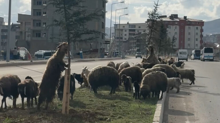 refujde-otlayan-koyunlar-trafigi-durdurdu-hZefvwRY