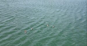 sivasta-goruntulendi-hem-de-8-tane-birden-XZqn2OQW