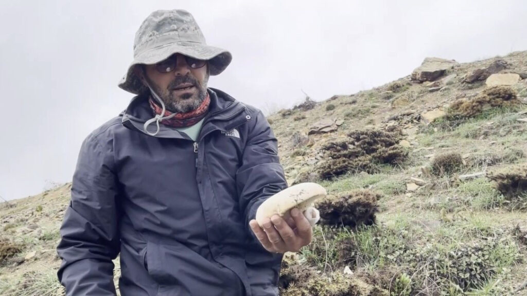 Erzincan Dağlarında Çaşır Mantarı Avı: Kilogram Fiyatı 2 Bin Lira